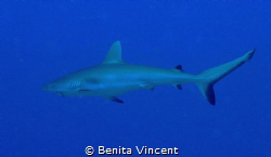 The hook remains, but this lovely shark lives by Benita Vincent 